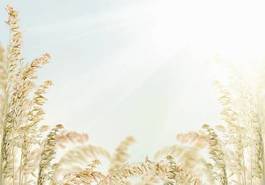 Obraz na płótnie pszenica jedzenie roślina jęczmień owies
