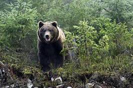 Plakat góra bezdroża zwierzę niedźwiedź dzikie zwierzę