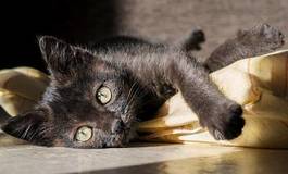 Naklejka czarny kociak na poduszce