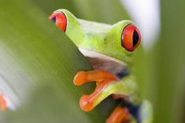 Fototapeta zwierzę żaba natura