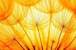 Fotoroleta trawa słońce kwiat roślina mlecze