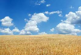 Naklejka słońce mąka łąka pole piękny