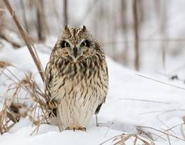 Fotoroleta łąka natura śnieg ptak