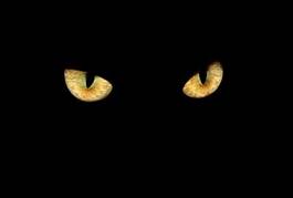 Plakat lew pantera kot dziki zwierzę