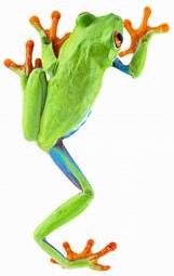 Naklejka egzotyczny żaba zwierzę płaz zielony