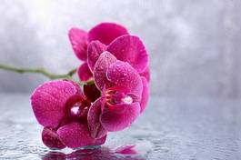 Naklejka piękny kwiat storczyk