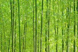 Obraz na płótnie bambus roślina krajobraz