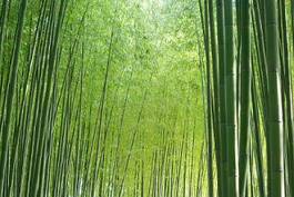 Naklejka bambus roślina krajobraz tło