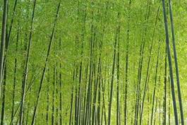 Fotoroleta roślina bambus krajobraz tło materiał