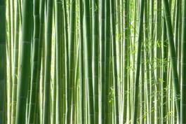 Naklejka krajobraz japonia roślina bambus kioto