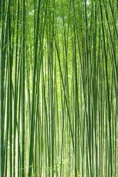Naklejka krajobraz roślina bambus japonia materiał