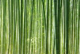 Naklejka japonia roślina krajobraz bambus