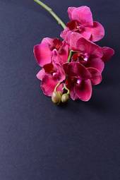 Plakat kwitnący sztuka roślina storczyk