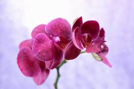 Naklejka roślina piękny miłość kwiat