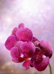 Fotoroleta kwiat miłość ogród