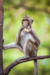 Naklejka drzewa małpa trawa jedzenie