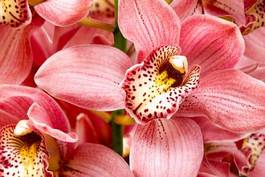 Obraz na płótnie tropikalny storczyk bukiet kwiat piękny