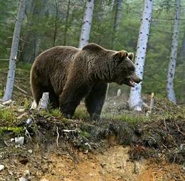 Fotoroleta ssak niedźwiedź natura bezdroża