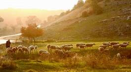 Fototapeta wieś owca bydło stado