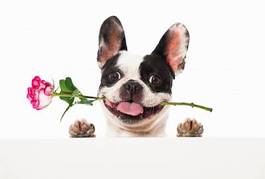 Fotoroleta bulldog z różą w pysku