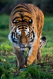 Fototapeta ssak kot zwierzę dziki tygrys