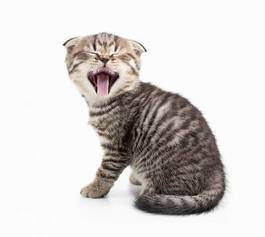 Fotoroleta kociak zwierzę ładny kot brytyjski