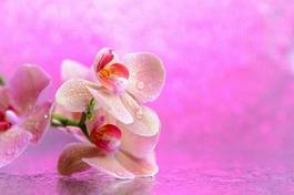 Fotoroleta woda miłość storczyk ogród kwiat