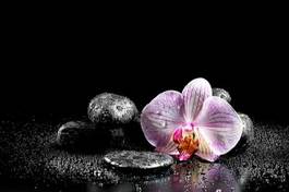 Obraz na płótnie storczyk rosa kwiat