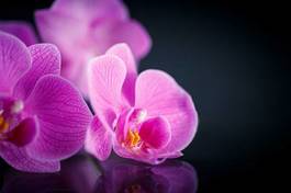 Fotoroleta roślina piękny bukiet kwiat