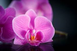 Obraz na płótnie miłość bukiet kwitnący storczyk tropikalny