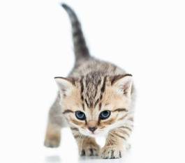 Plakat zwierzę kot ładny kociak zdrowy