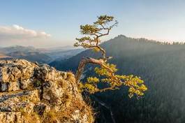 Fotoroleta las dolina pejzaż sosna szczyt