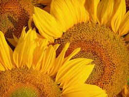 Obraz na płótnie pyłek słonecznik słońce