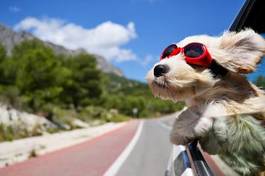 Fotoroleta pies na wakacjach