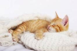 Obraz na płótnie zwierzę kot przytulanki sen