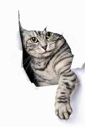 Naklejka zwierzę ładny kot transparent