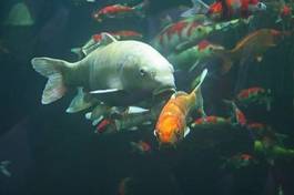 Fotoroleta woda zwierzę ryba