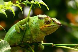 Fotoroleta kameleon tropikalny natura dżungla zwierzę