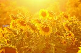 Obraz na płótnie słonecznik łąka pole niebo lato