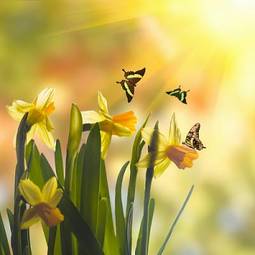 Fototapeta narcyz świeży natura kwiat motyl