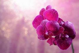 Fotoroleta miłość roślina piękny kwitnący wzór
