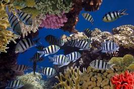 Obraz na płótnie kostaryka tropikalny honduras podwodne