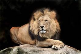 Fototapeta lew zwierzę las
