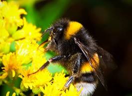 Obraz na płótnie dziki kwiat zwierzę lato pyłek