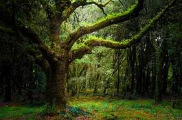 Obraz na płótnie las zielony magia