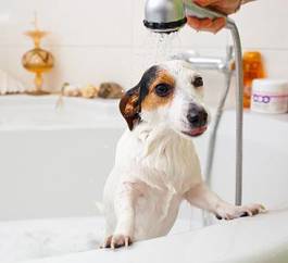 Naklejka pies pod prysznicem