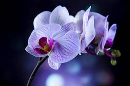 Fotoroleta tropikalny bukiet kwiat fiołek piękny