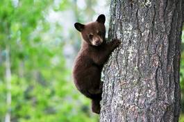Naklejka las ładny drzewa niedźwiedź