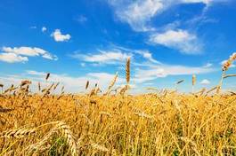 Obraz na płótnie pszenica trawa lato