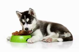 Obraz na płótnie posiłek psa
